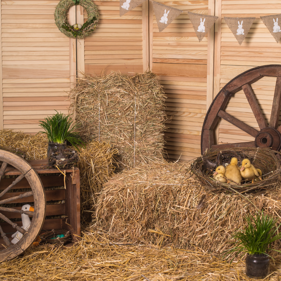 Add-On: Custom Backdrop