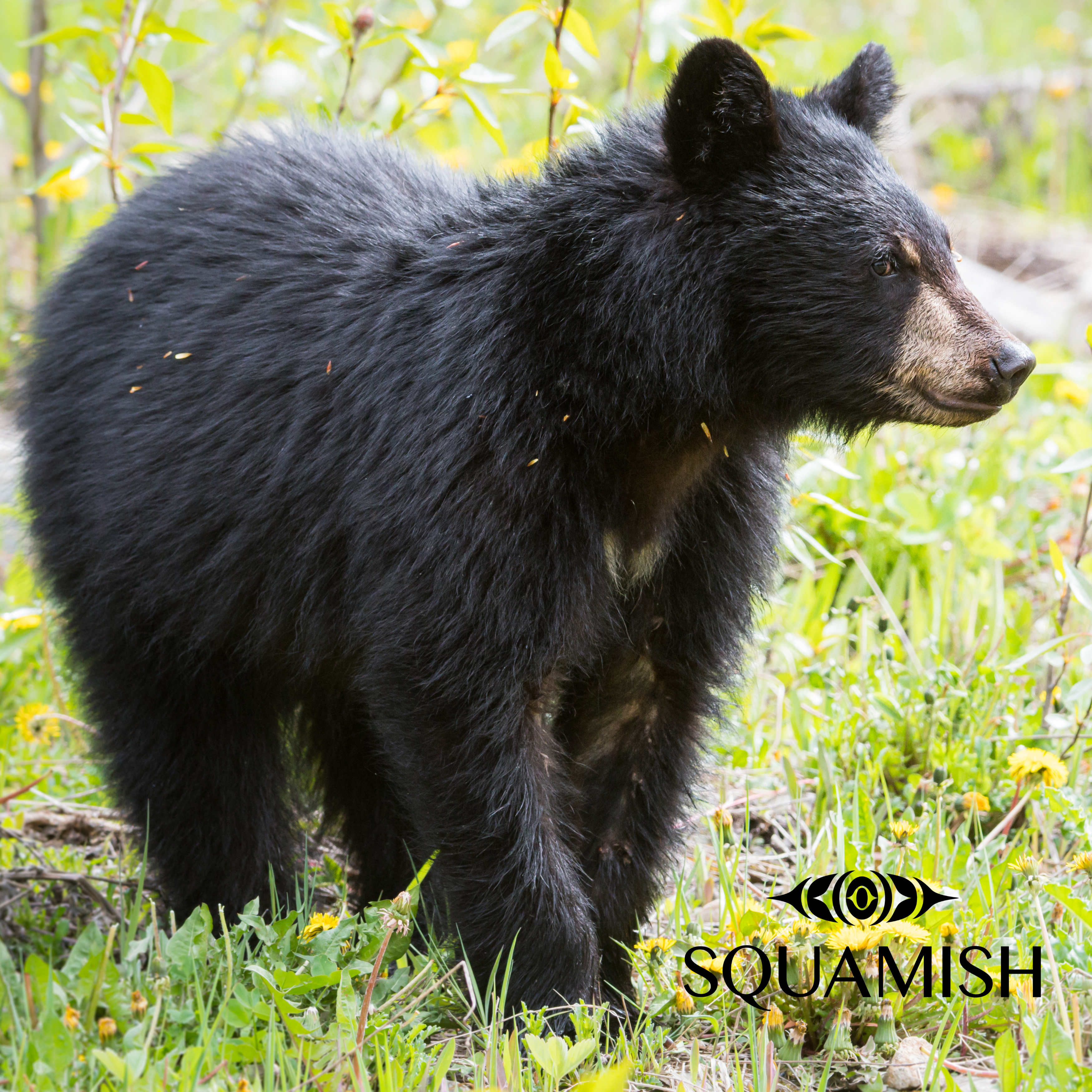 On-Demand - Squamish Souvenir Magnets