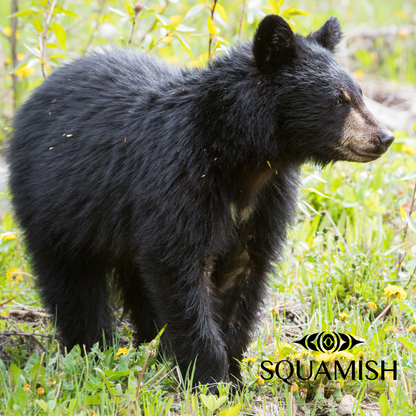On-Demand - Squamish Souvenir Magnets